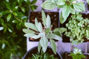 Herbs for health and medicine